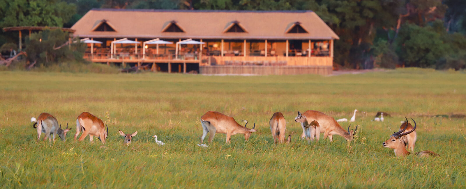 8-Night Explore the Okavango Safari