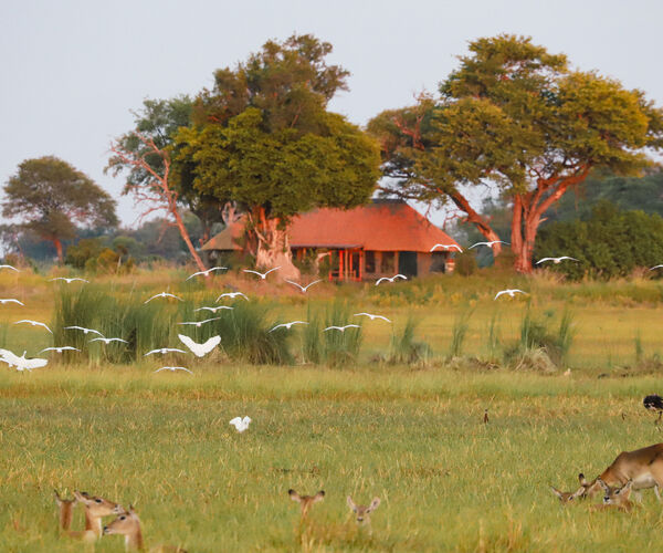 8-Night Explore the Okavango Safari